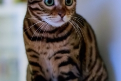 EOS 7D Mark II_006000