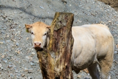 EOS 7D Mark II_007889