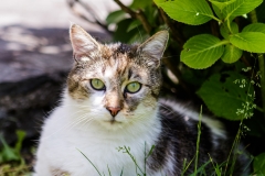 EOS 7D Mark II_009538